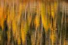 Autumn aspen trees reflecting on lake-Colorado Art Print